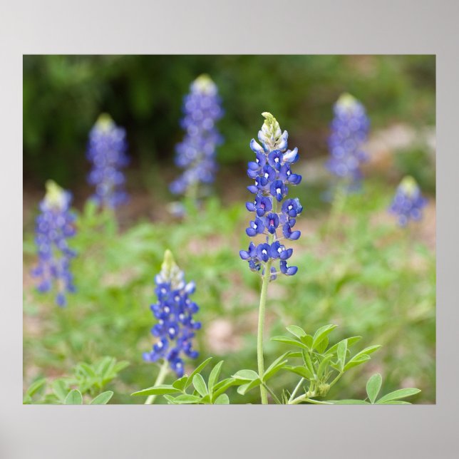 Bluebonnet-Wildblumen Poster (Vorne)