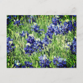 Bluebonnetpostkarte Postkarte
