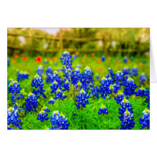 Bluebonnets