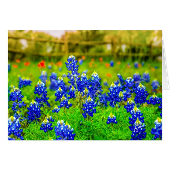 Bluebonnets (Vorderseite (Horizontal))