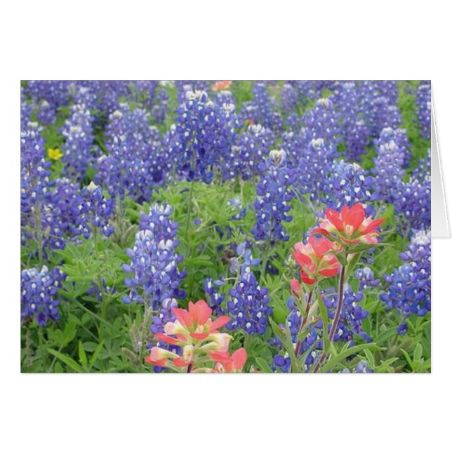 Bluebonnets (Vorderseite (Horizontal))