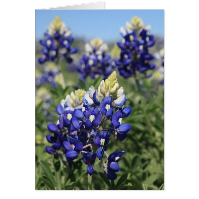 Bluebonnets (Vorne)
