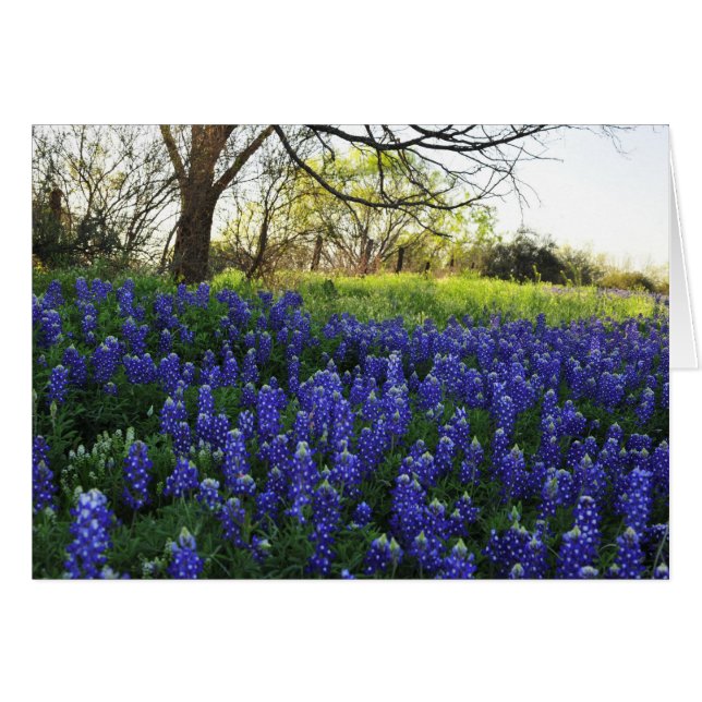 Bluebonnets am Abend (Vorderseite (Horizontal))