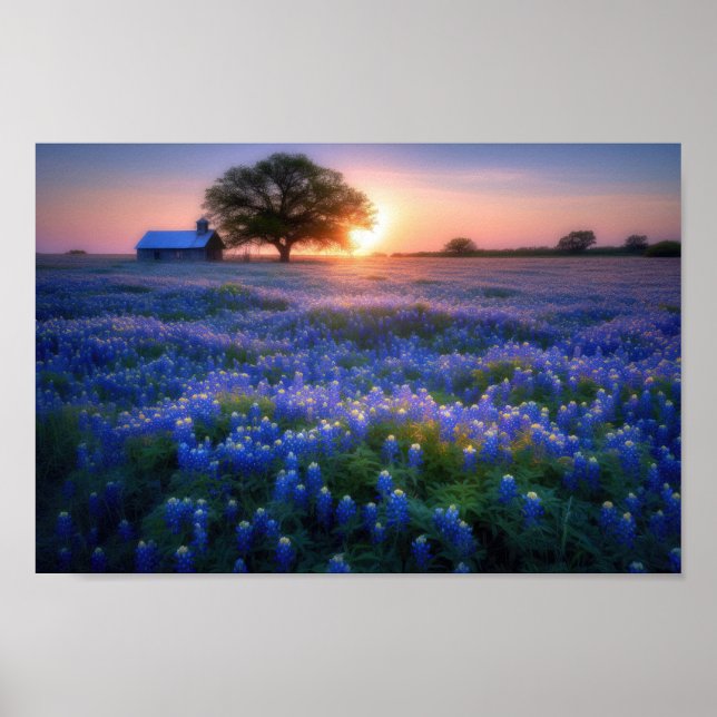 Bluebonnets bei Sonnenuntergang mit Stall und Baum Poster (Vorne)