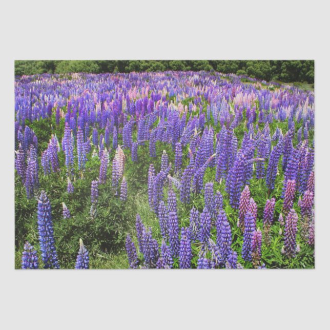 Bluebonnets Blue Floral Texas Texan Elegant Seidenpapier (Vorderseite)