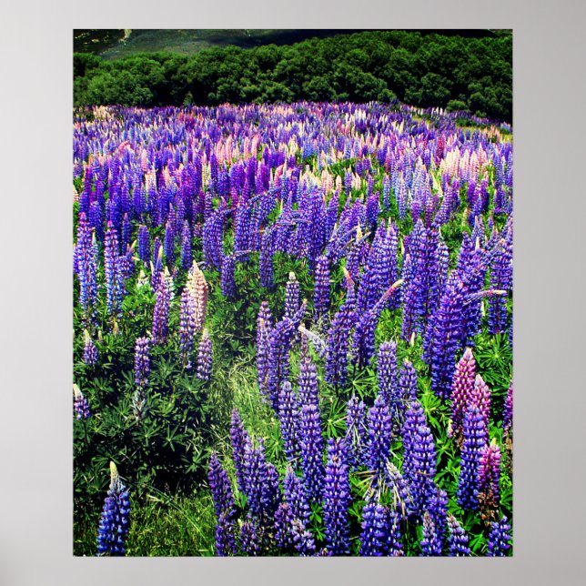 Bluebonnets Blue Flowers Texas Texan Floral Poster (Vorne)