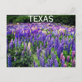 Bluebonnets Blue Flowers Texas Texan Floral Postkarte