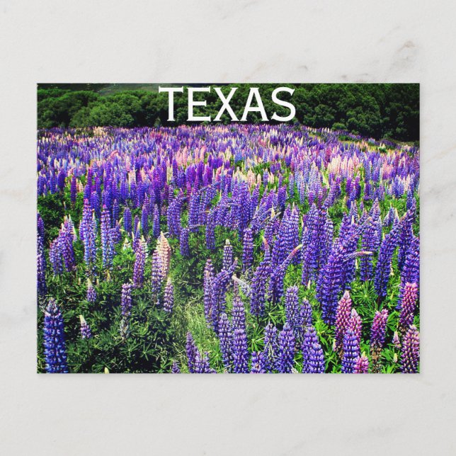 Bluebonnets Blue Flowers Texas Texan Floral Postkarte (Vorderseite)