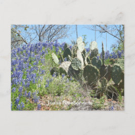 Bluebonnets & Cactus Postcard Postkarte