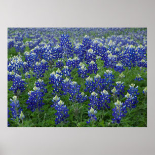 Bluebonnets-Feldposter Poster