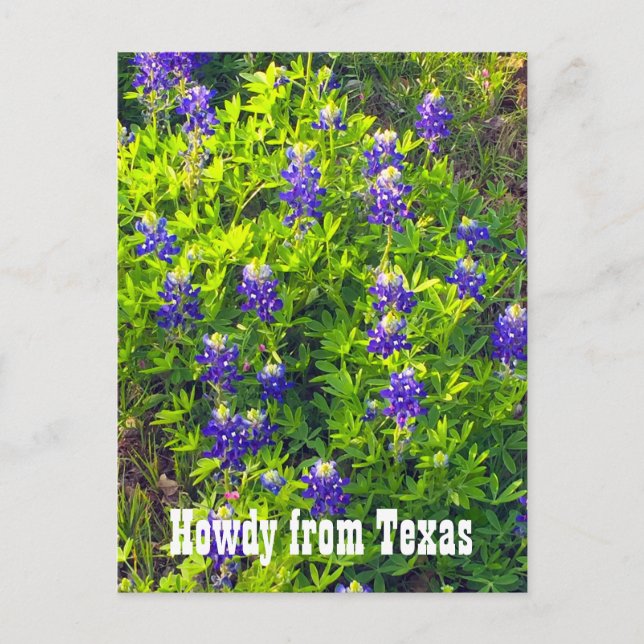 Bluebonnets Howdy aus Texas Wildblumen Foto Postkarte (Vorderseite)