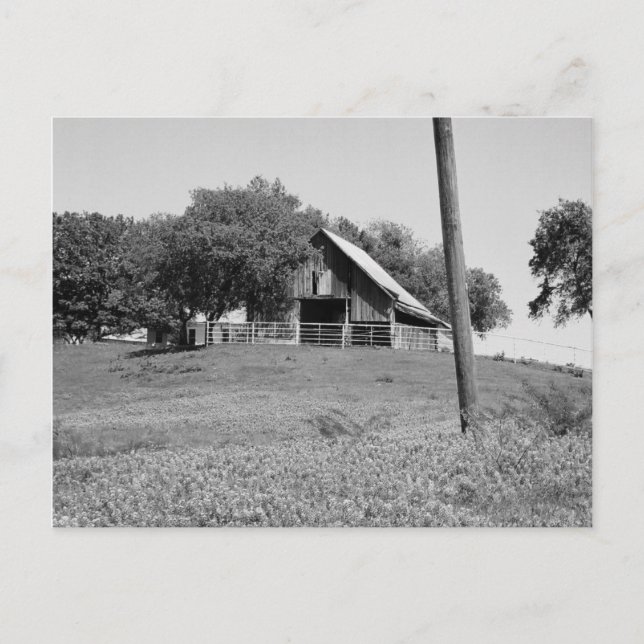 Bluebonnets im Frühjahr Postkarte (Vorderseite)
