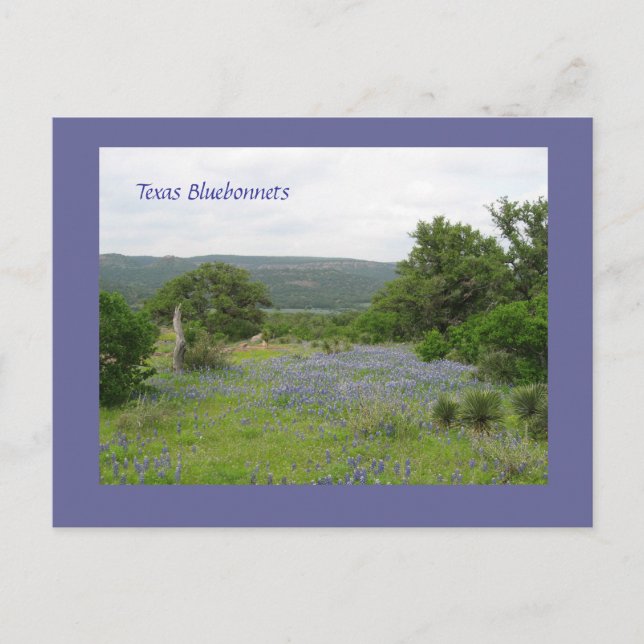 Bluebonnets in Texas Postkarte (Vorderseite)