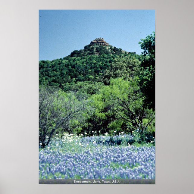 Bluebonnets, Llano, Texas, USA Poster (Vorne)