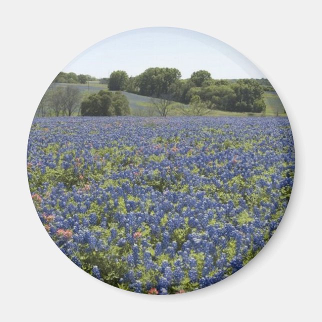 Bluebonnets Magnet (Vorne)
