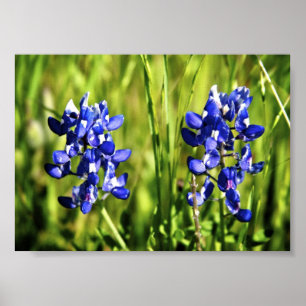 Bluebonnets Poster
