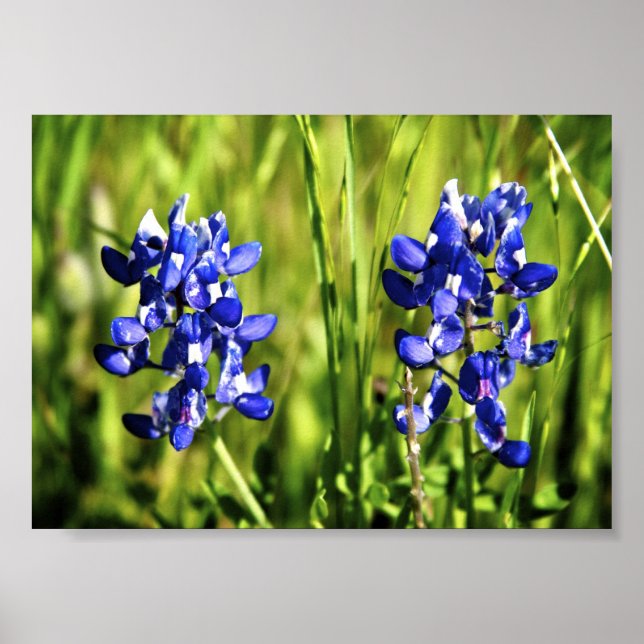 Bluebonnets Poster (Vorne)