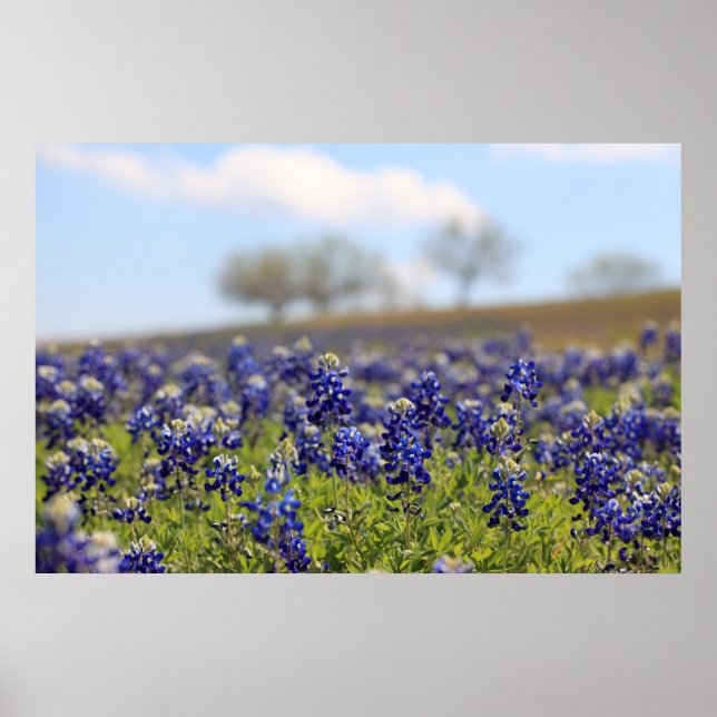 Bluebonnets-Poster Poster (Vorne)