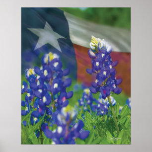 Bluebonnets-Poster Poster