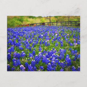 Bluebonnets Postkarte