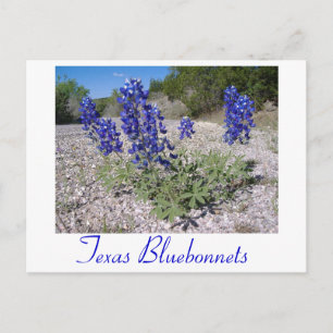 Bluebonnets Postkarte