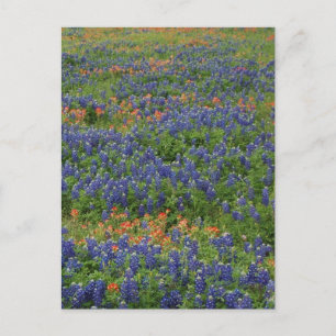 Bluebonnets Postkarte