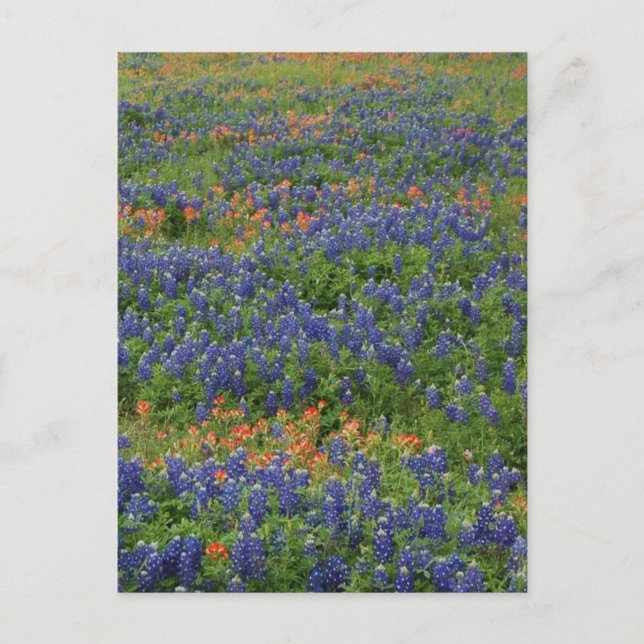 Bluebonnets Postkarte (Vorderseite)