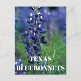 Bluebonnets Texas Staat Blume Blue Floral Lupine Postkarte
