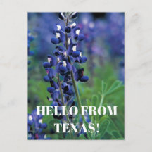 Bluebonnets Texas Staat Blume Blue Floral Lupine