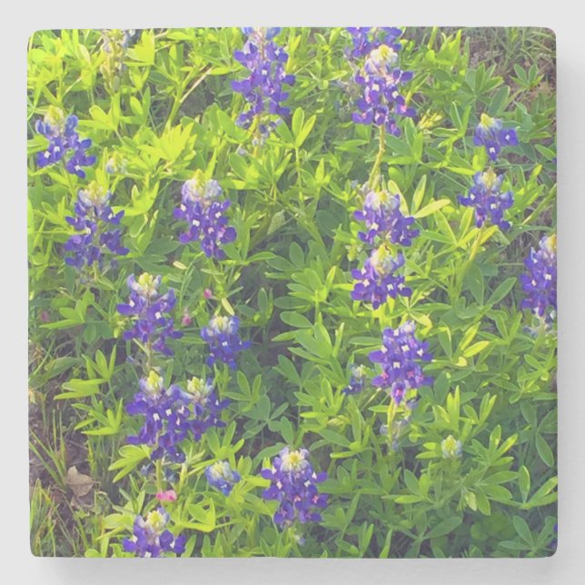 Bluebonnets Texas Staat Blume Wildblume Foto Steinuntersetzer (Vorderseite)