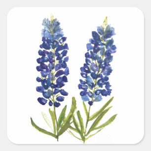 Bluebonnets Texas State Flowers Lupine Watercolor Quadratischer Aufkleber
