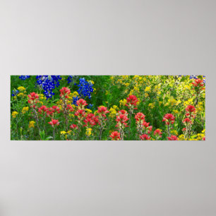 Bluebonnets und indischer Malerpinsel - Panaoramic Poster