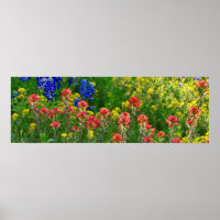 Bluebonnets und Indischer Pinsel - Panaoramaaufnah