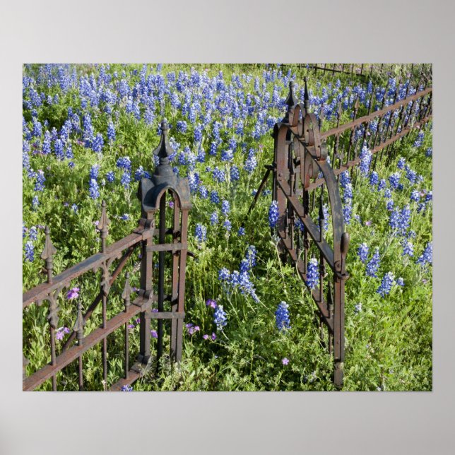 Bluebonnets und Phlox rund um den Friedhof Poster (Vorne)