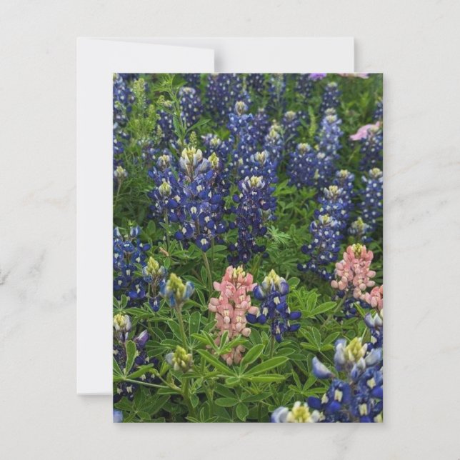 Bluebonnets und Snapdragons Feiertagskarte (Vorderseite)