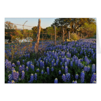Bluebonnets und Stacheldraht-Zaun
