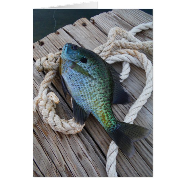 Bluegill auf Dock (Vorne)