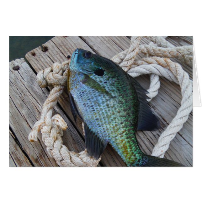 Bluegill auf Dock (Vorderseite (Horizontal))
