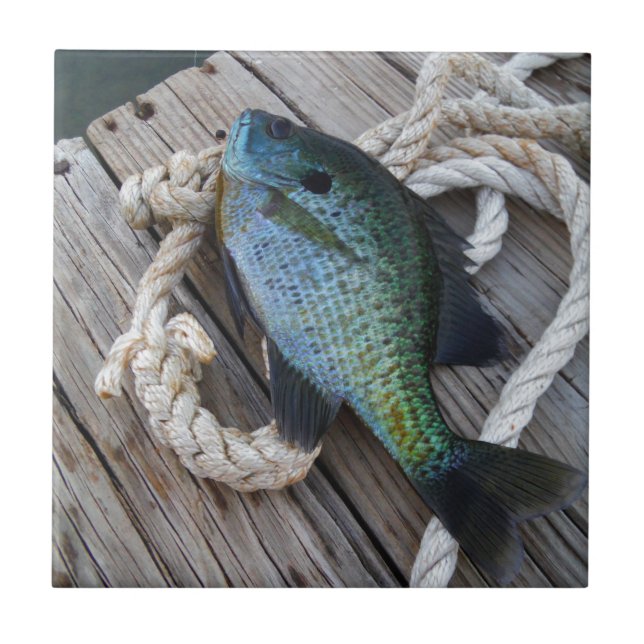 Bluegill auf Dock Fliese (Vorderseite)