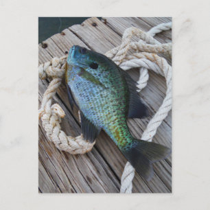Bluegill auf Dock Postkarte
