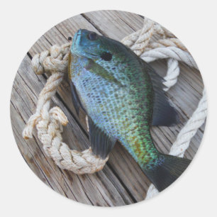 Bluegill auf Dock Runder Aufkleber