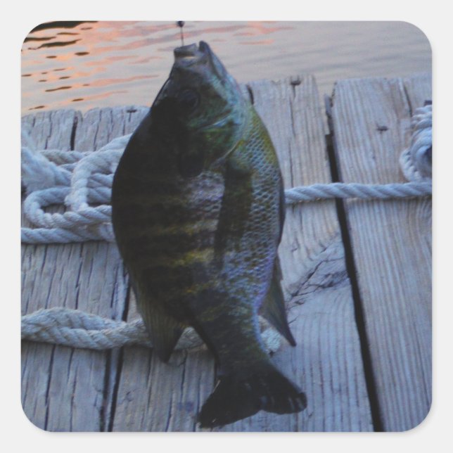 Bluegill bei Sonnenuntergang Lake Arrowhead Quadratischer Aufkleber (Vorderseite)