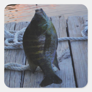 Bluegill bei Sonnenuntergang Lake Arrowhead Quadratischer Aufkleber