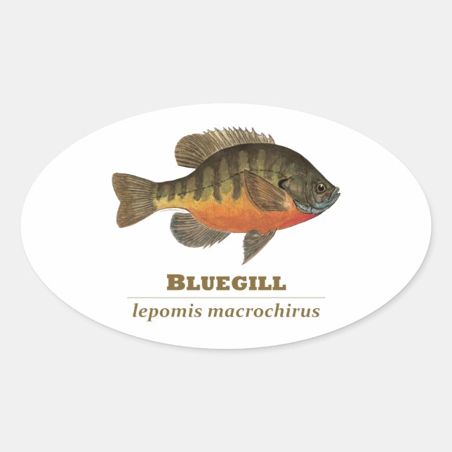 Bluegill Bream Fishing Ovaler Aufkleber (Vorderseite)