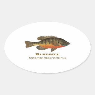 Bluegill Bream Fishing Ovaler Aufkleber