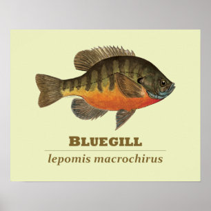 Bluegill Bream Fishing Poster