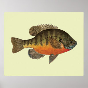 Bluegill Bream Poster
