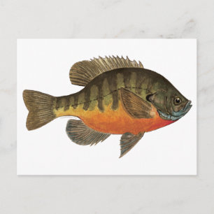 Bluegill Bream Postkarte
