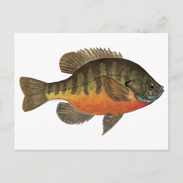 Bluegill Bream Postkarte (Vorderseite)