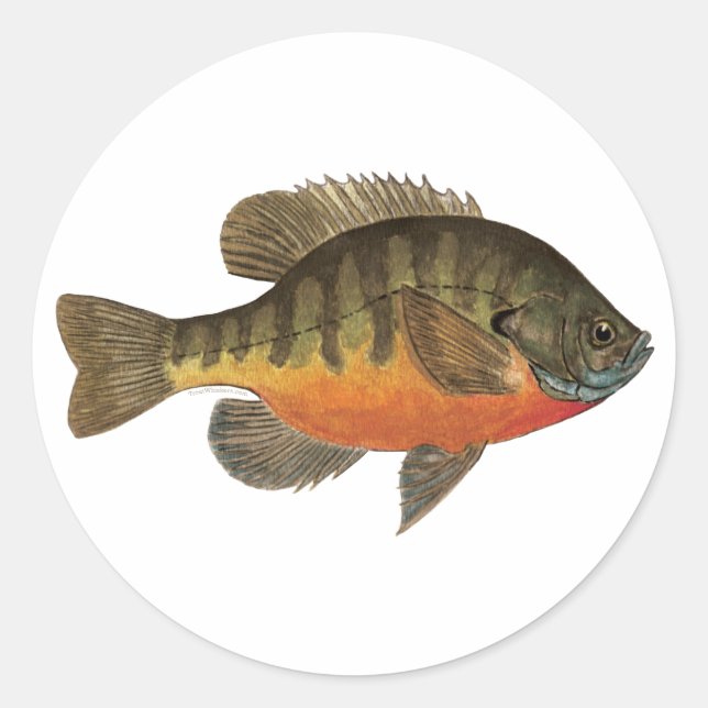 Bluegill Bream Runder Aufkleber (Vorderseite)